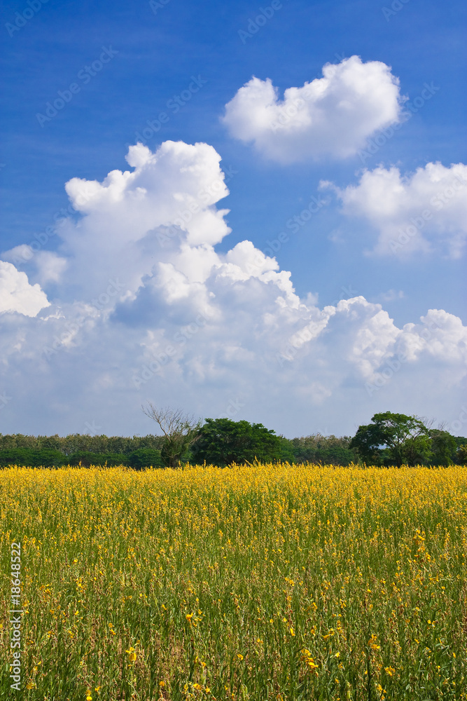 Yellow flower field and blue sky Yellow flower field and blue sky