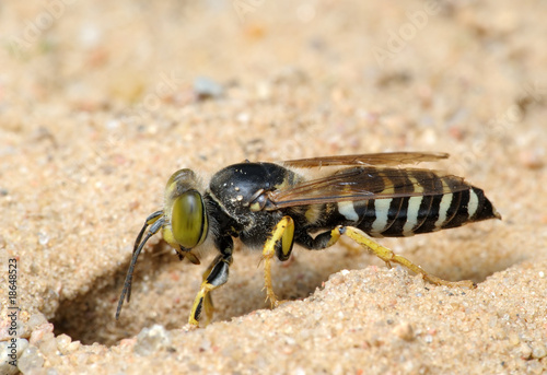 Wasp Bembex rostratus photo
