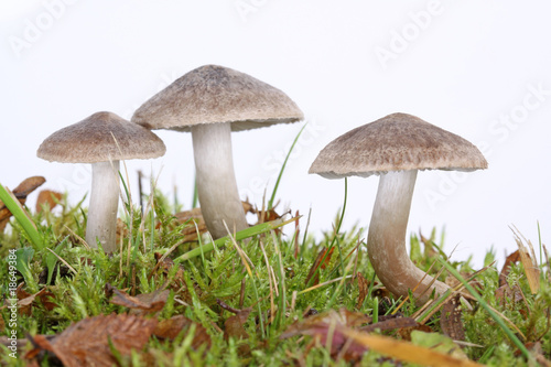 Drei Pilze