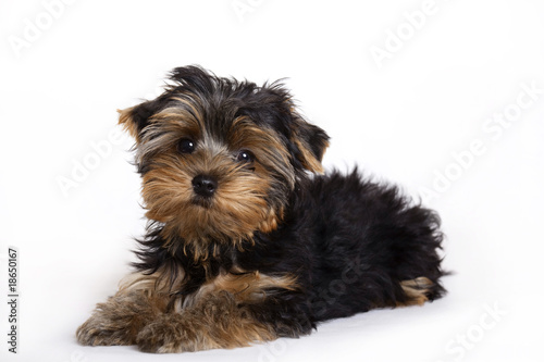 Fototapeta Naklejka Na Ścianę i Meble -  Dog, Yorkshire terrier puppy