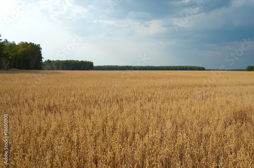 Rural landscape