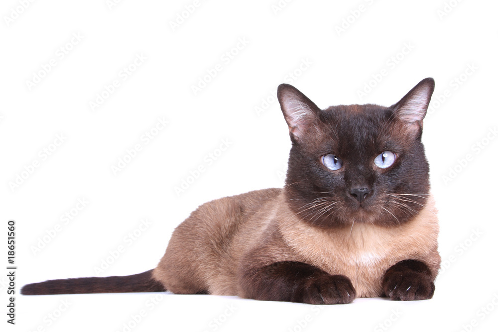 Siamese cat isolated on the white background