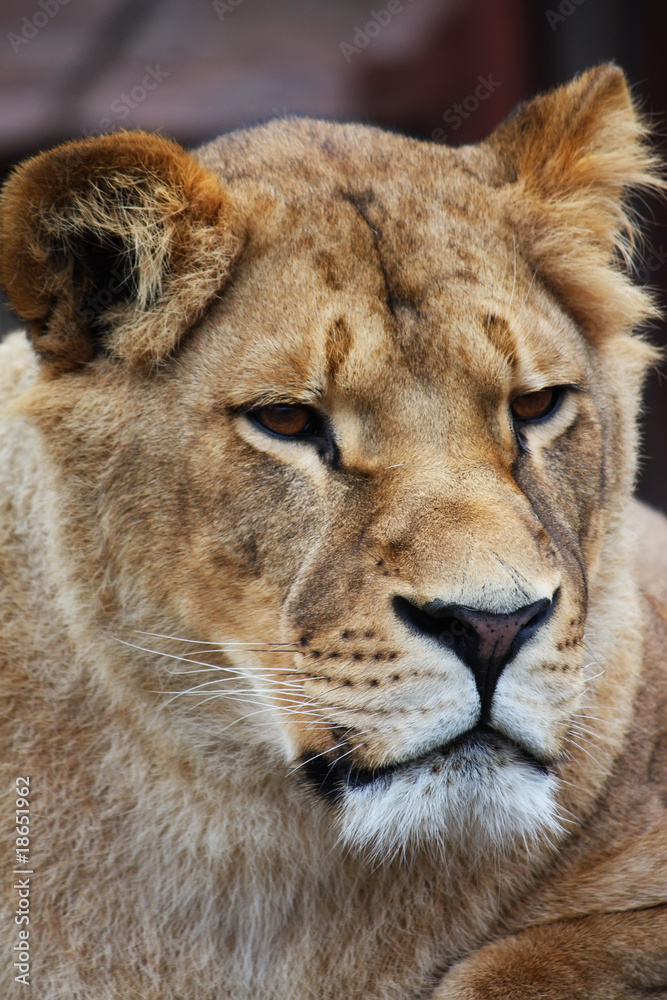 Fototapeta premium Lioness portrait