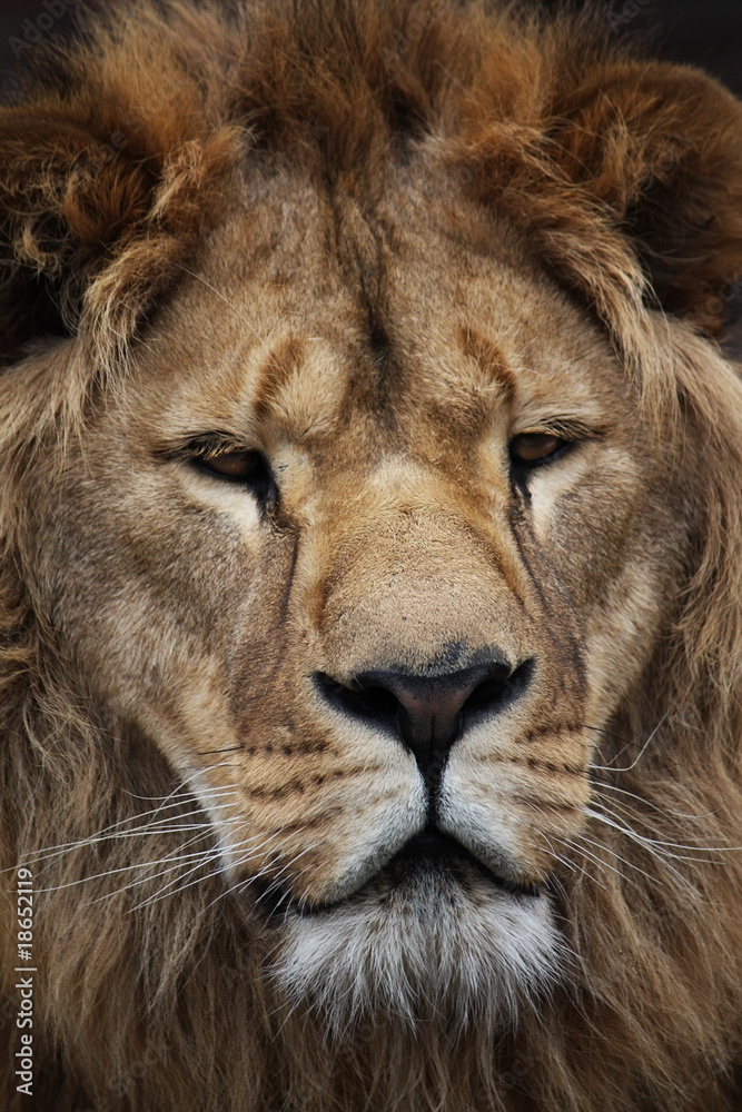 Lion's portrait