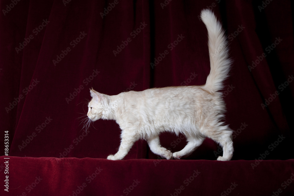 Chat De Race Maine Coon En Train De Marcher De Profil Stock Photo Adobe Stock