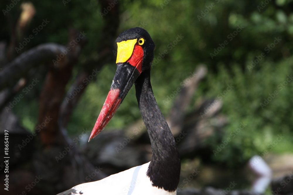 Fototapeta premium Sattelstorch