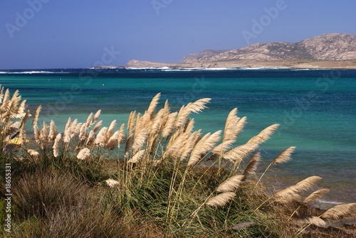Grass on the sea Capo della Falcone