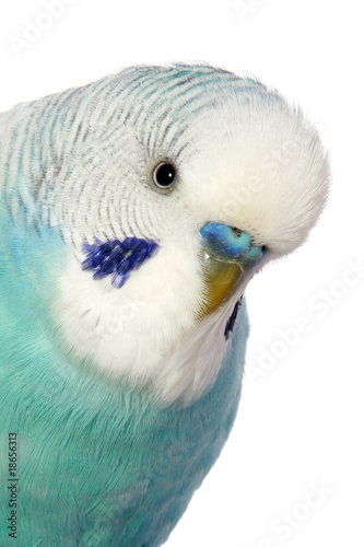Close-up portrait of a budgerigar isolated