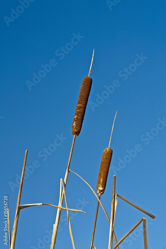 Rohrkolben photo