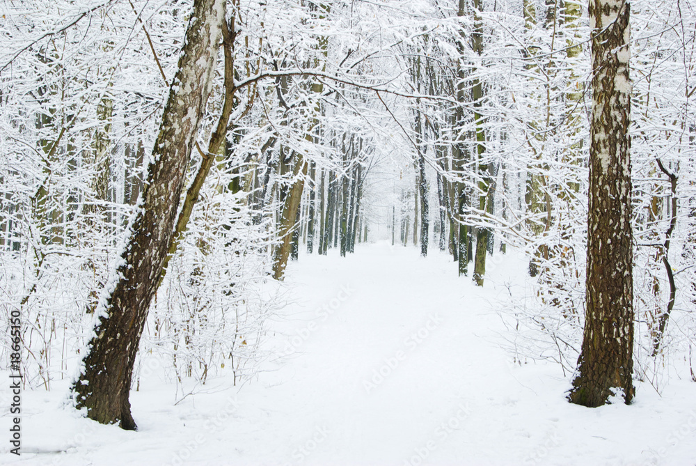 winter forest winter forest