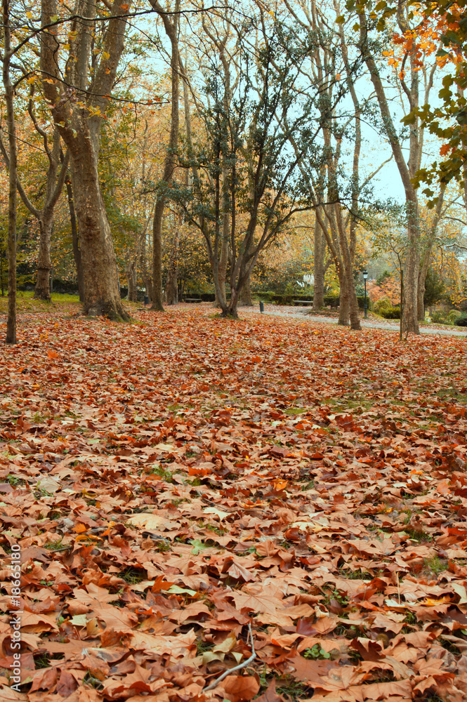 Otoño en el bosque