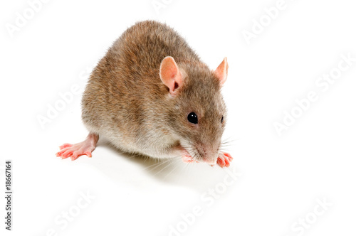 Brown Rat in front of a white background