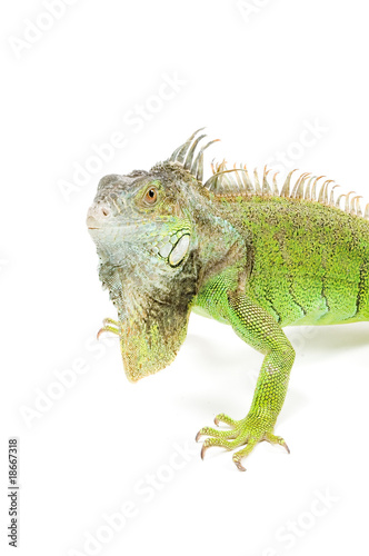 angry  iguana with big beard
