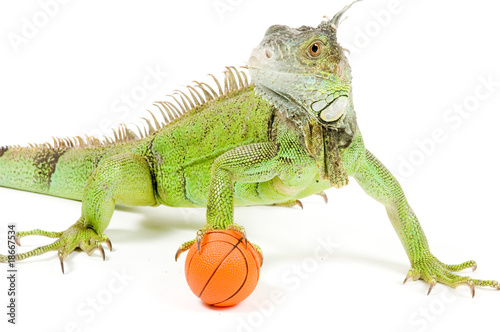 iguana holding a basketball