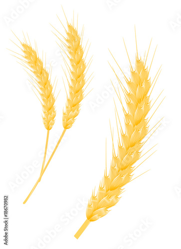 Wheat ear