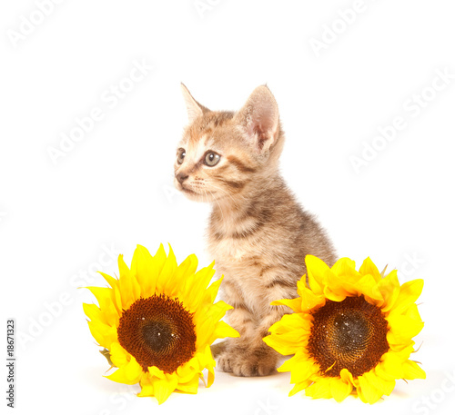 Tabby kitten with sunflowers