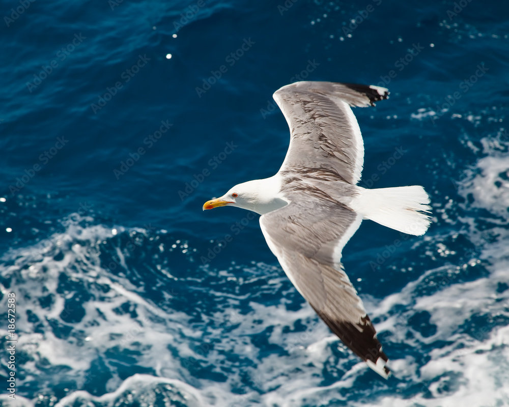 Naklejka premium Seagull flying over blue water background