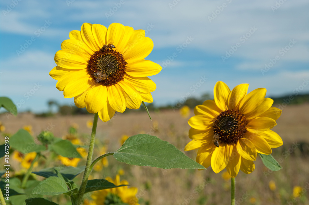 bees on sunflowers in summer