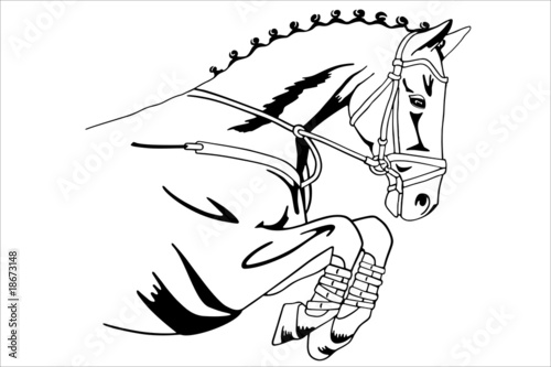 Sportpferd