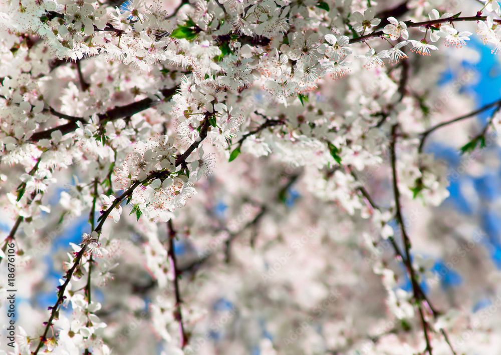 Fototapeta premium apricot flower