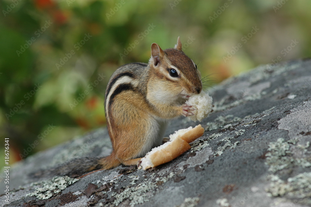Obraz premium streifenhörnchen