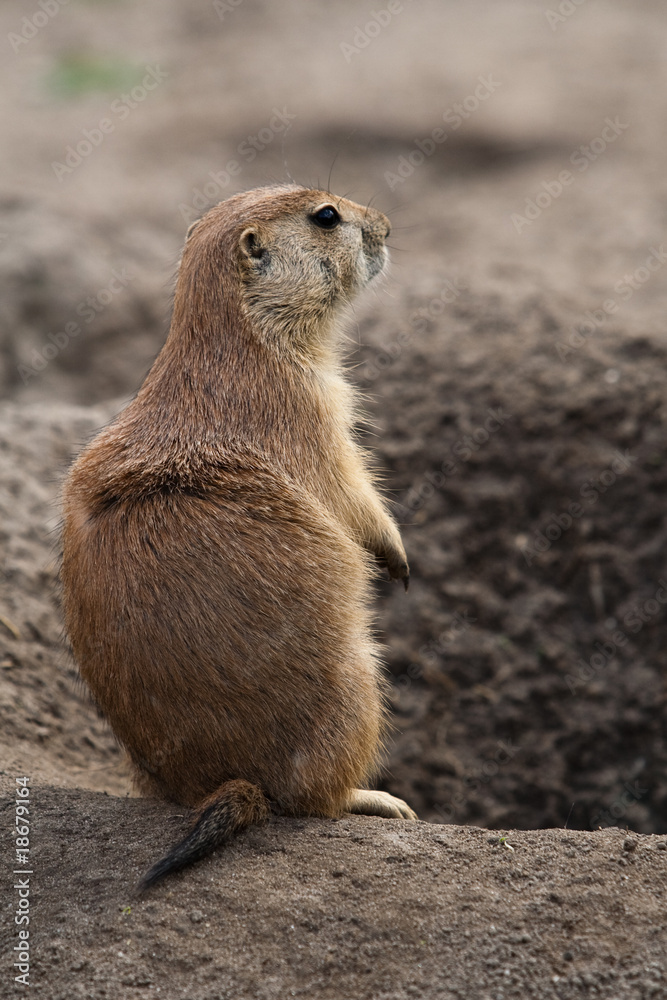 Prairie dog stading next to hole Prairie dog stading next to hole
