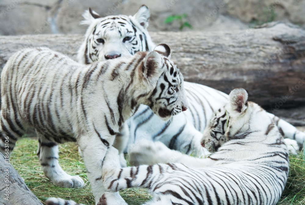 Fototapeta premium White tiger