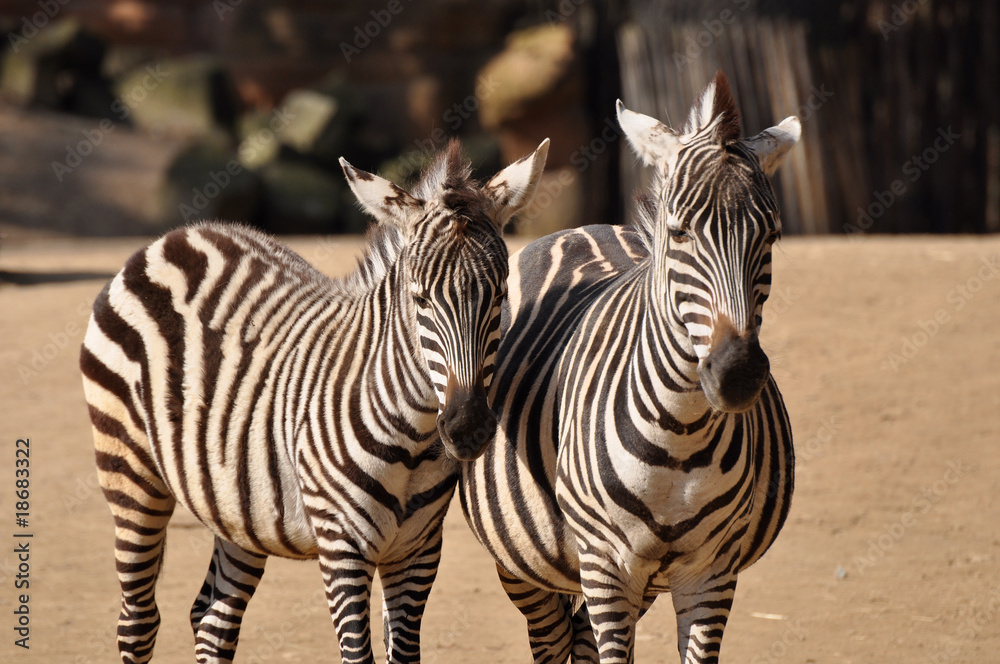 Fototapeta premium junge Zebrageschwister 1
