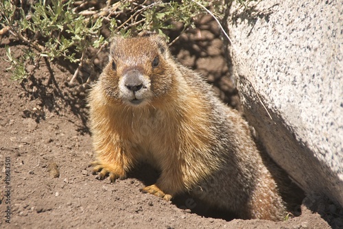Yellow-bellied marmot in Tuolumne Meadows, Yosemite
