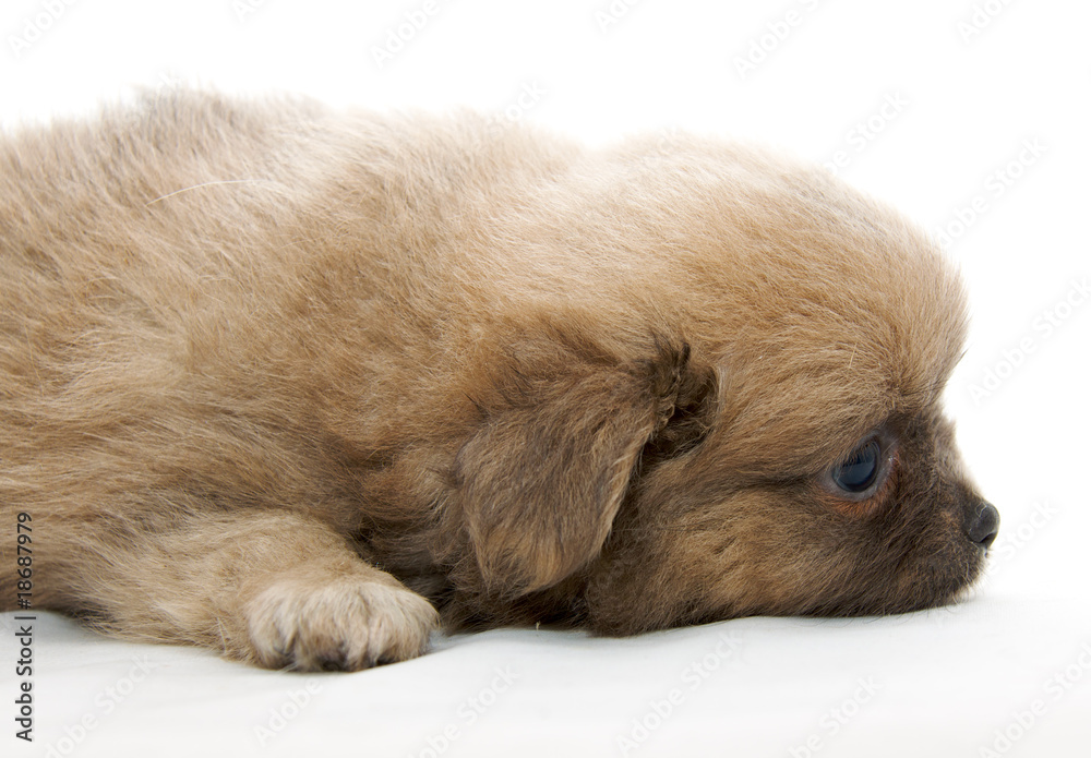Chihuahua dog on white background Chihuahua dog on white background
