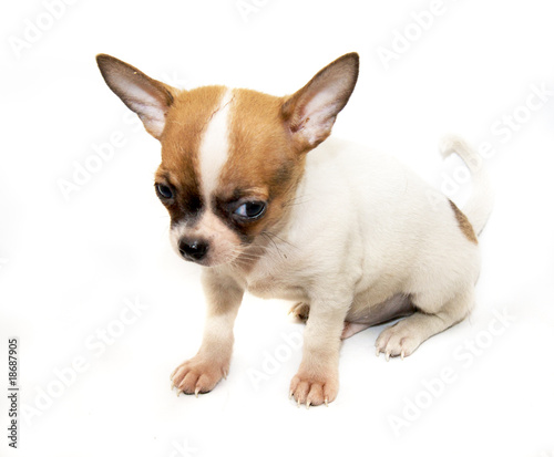 Chihuahua dog on white background © Andrei Starostin