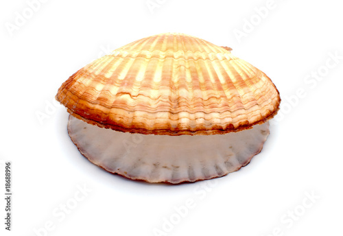 Ocean shell