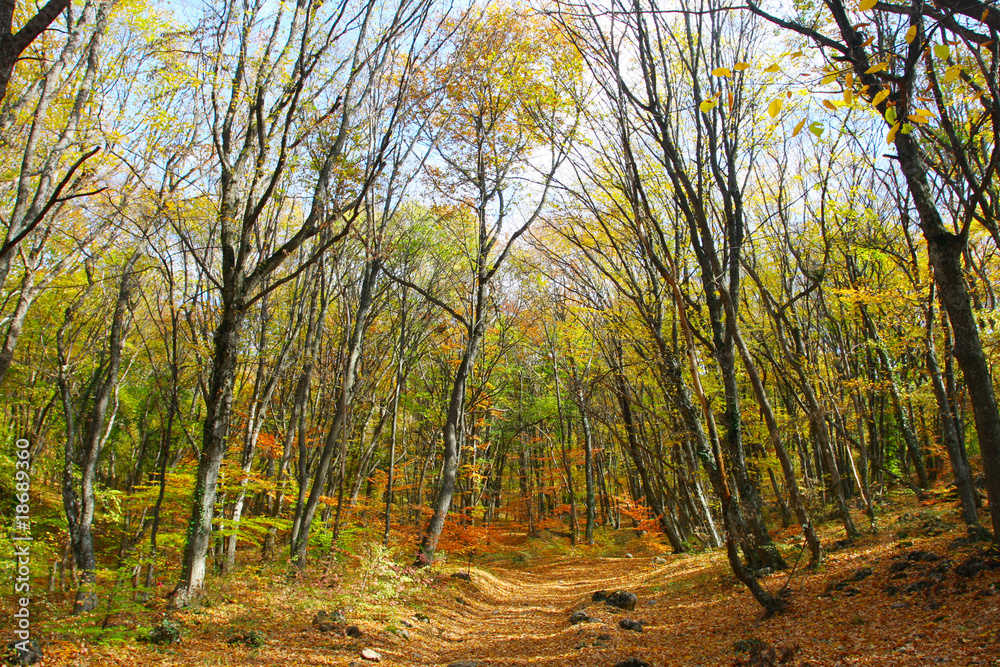 Fototapeta premium autumn forest