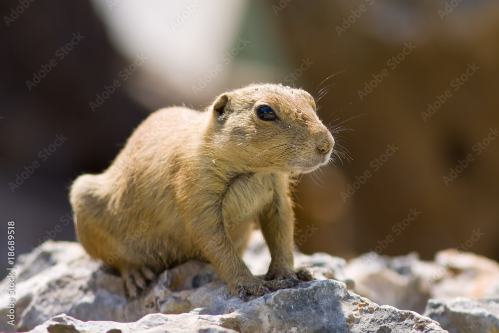 Naklejka premium Cane della prateria - Roditore