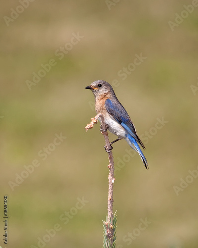 Eastern Bluebird perched on a limb © Al Mueller