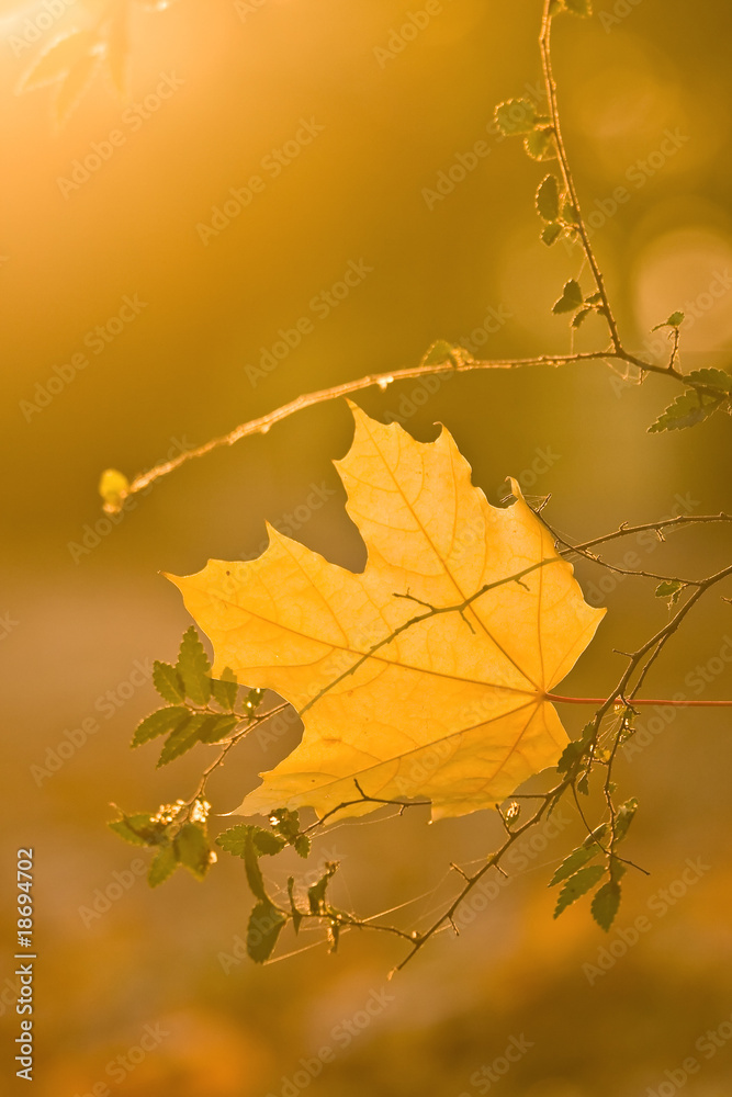 Obraz premium autumn leaf