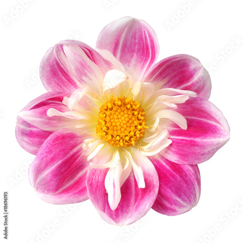 flower of dahlia on white background