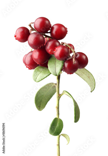 cranberry on white background