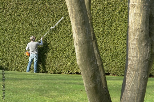 hedge trimming