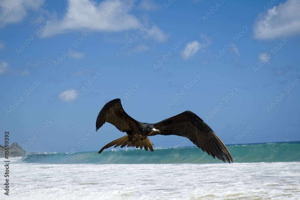 Fototapeta premium Seagull