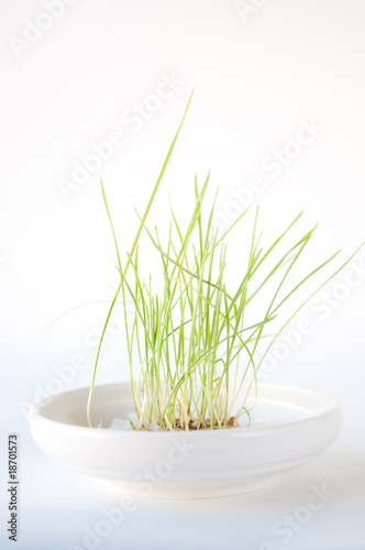 Green Grass Growing in a White Dish