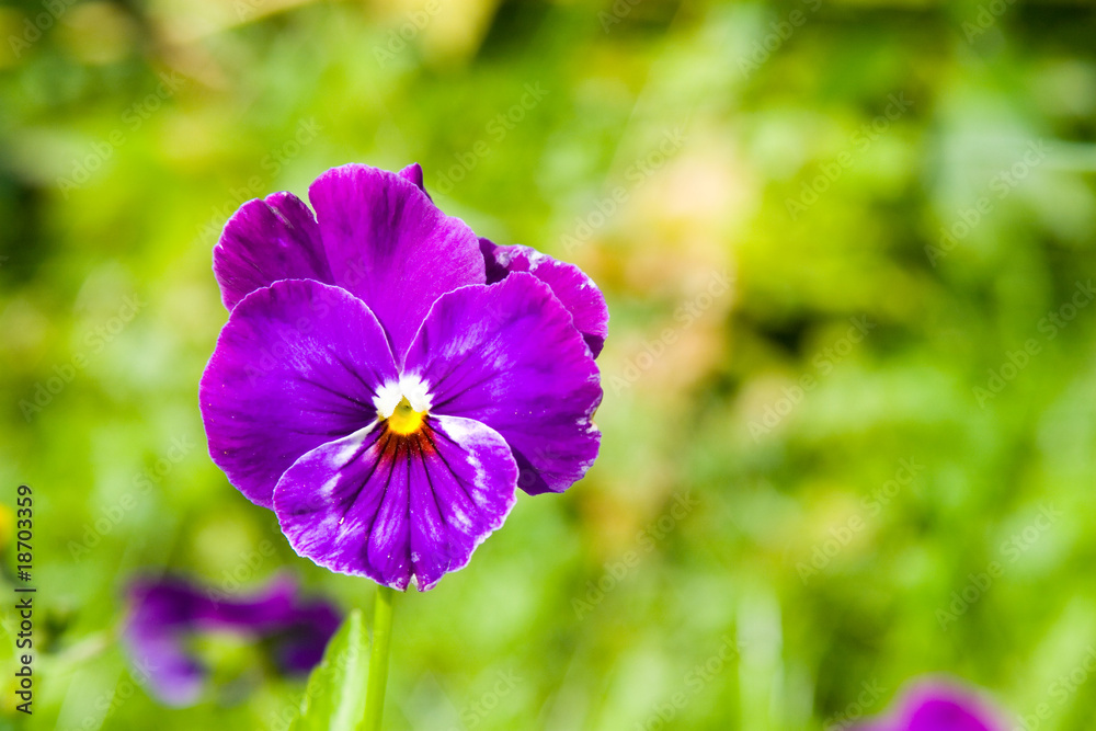 Fototapeta premium Beautiful flower viola