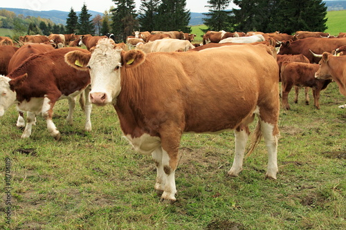 a cow on green pasture