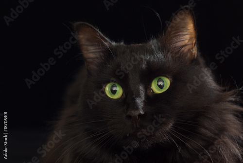 Black cat.