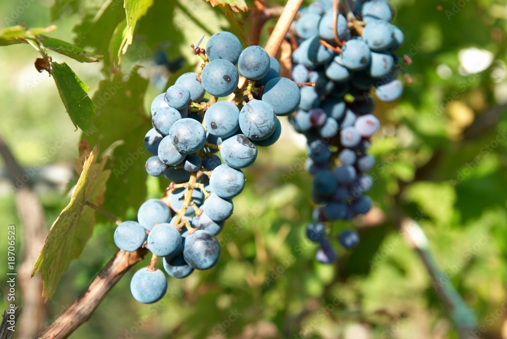 Bunches of black grape Bunches of black grape