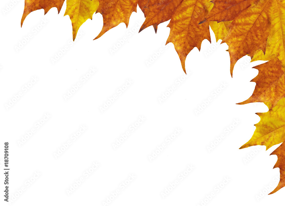 Obraz premium Maple leaves frame