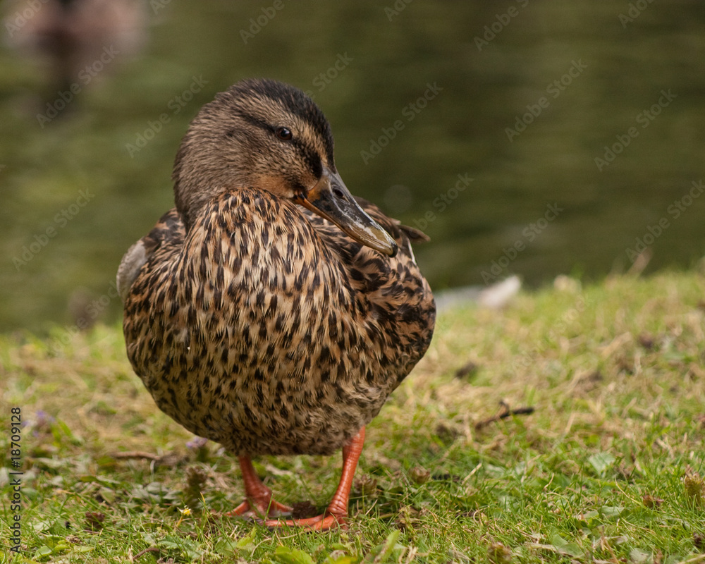 Fototapeta premium Female mallard looking coyly to her left