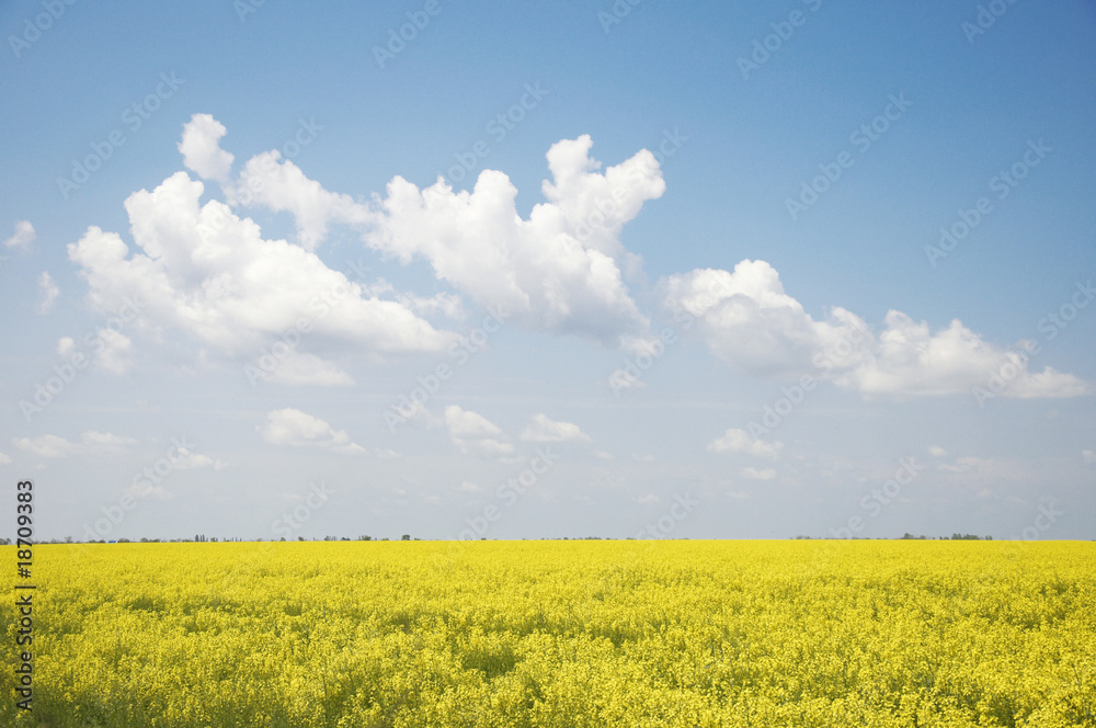 rapeseed rapeseed