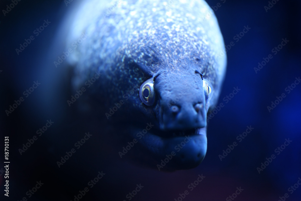 Fototapeta premium Muräne