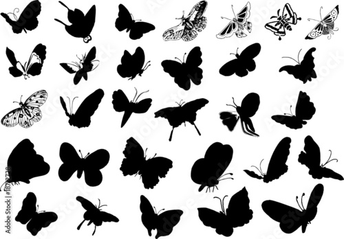 Farfalle